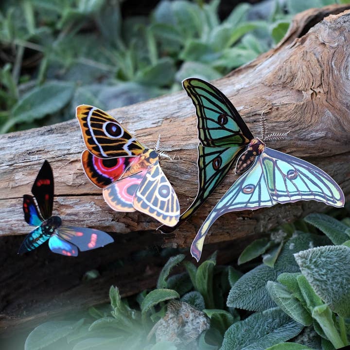 Moth and Myth – Recortes por atacado – Conjunto de mariposa da lua espanhola 'Jade'