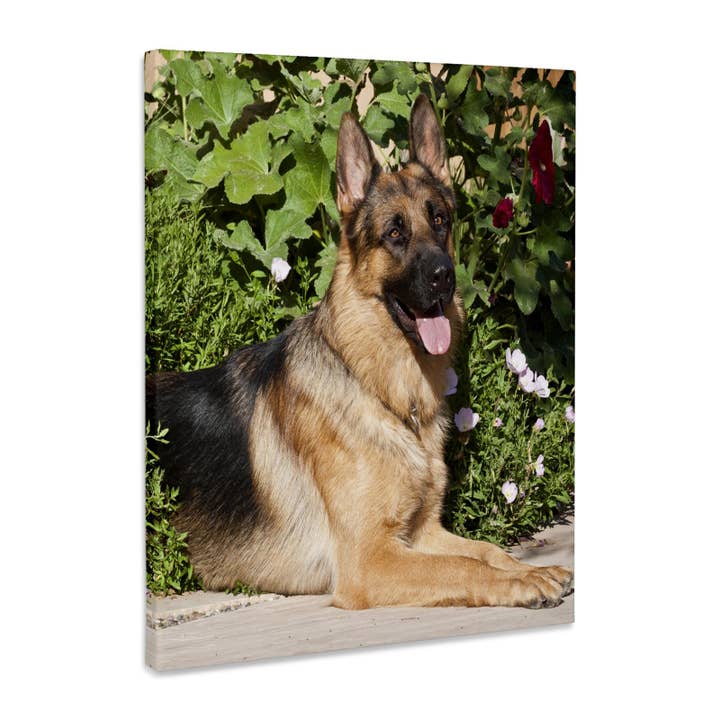 3dRose, En schæferhund ved grønt område - NA02 ZMU0150 - Zandria Muench Beraldo, Museumskvalitet Lærredstryk for engroshandel hos 3dRose