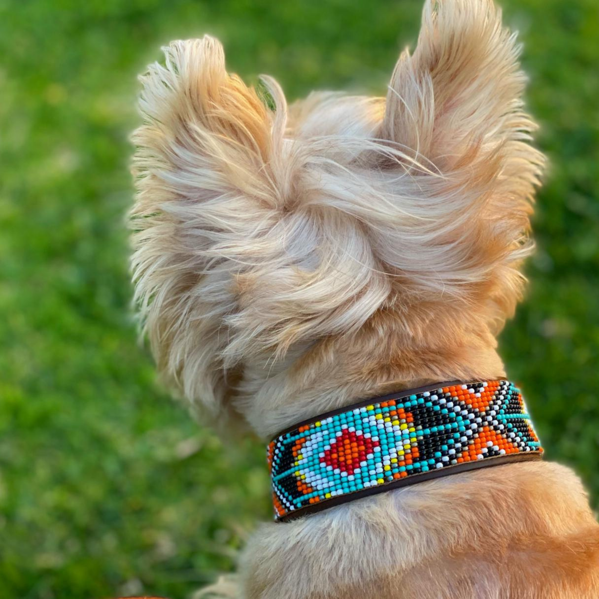 Sambboho - Wholesale Pet Collar - Dog - Biarritz Sambboho Dog Collar5