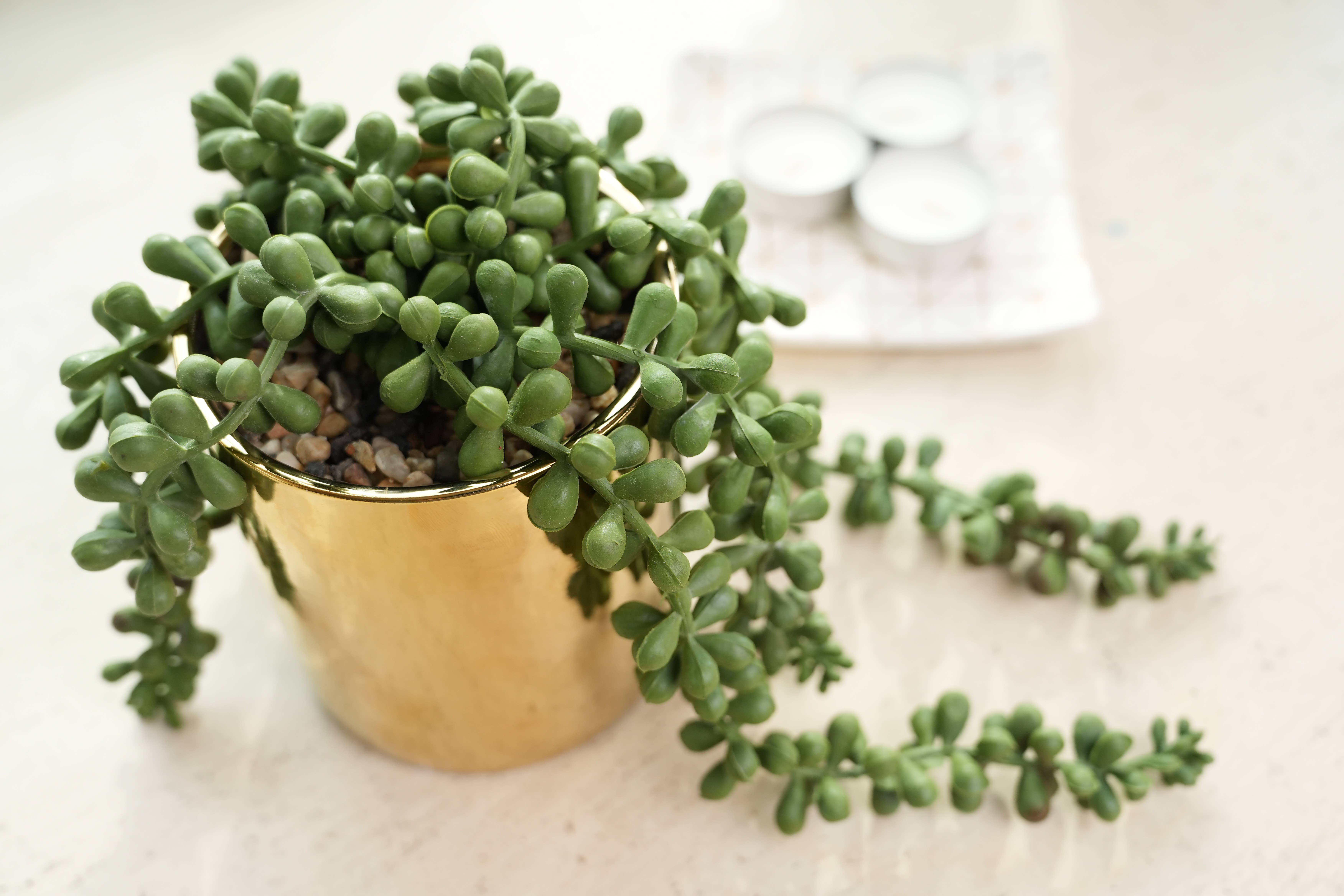 Flora Bunda Inc - Wholesale Succulent - Trailing Faux Succulent in Shiny Gold Pot4