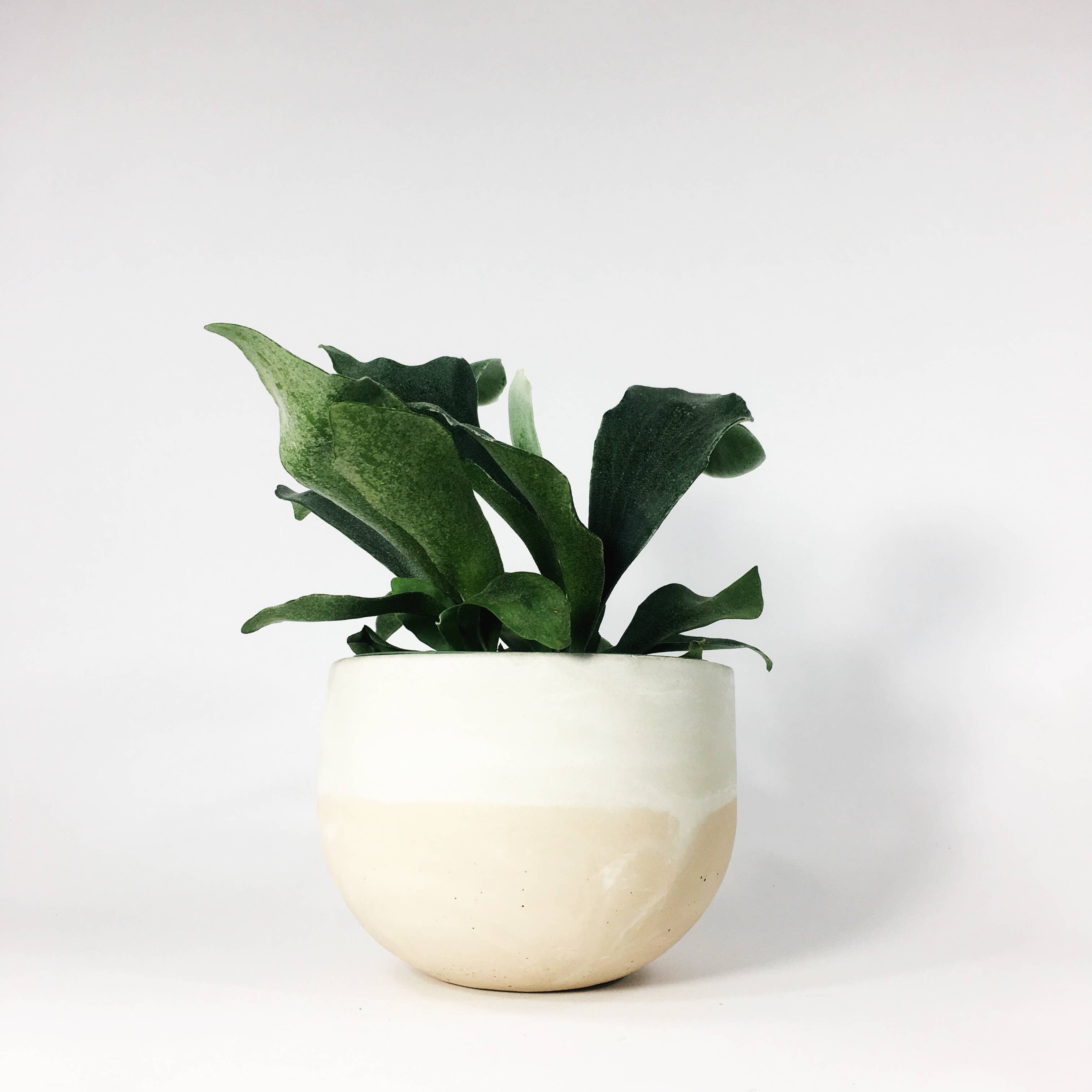 Settlewell - Wholesale Plant Pot - 6" Concrete Bowl Planter / 16 Colors9