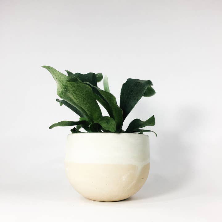 Settlewell - Wholesale Plant Pot - 6" Concrete Bowl Planter / 16 Colors9