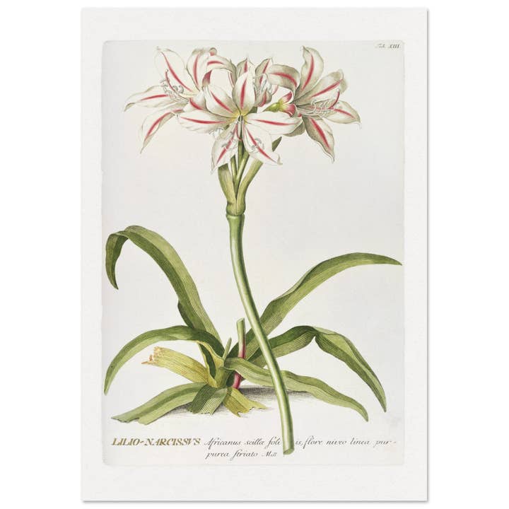 Lilio narcissus for engroshandel hos Maison de Paloma