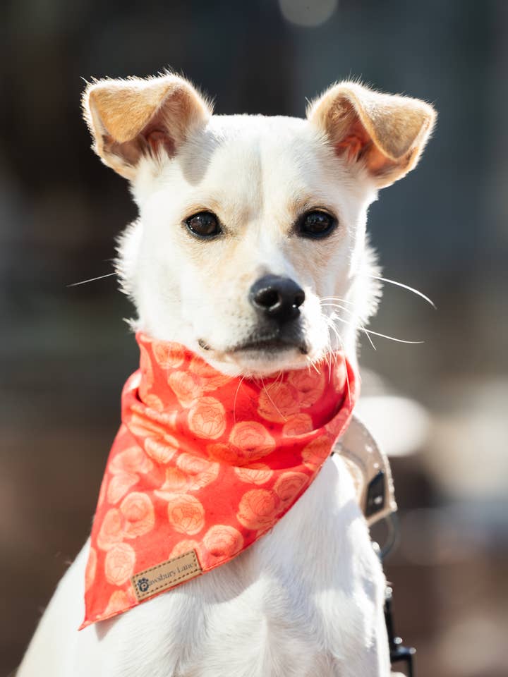 Pet Bandana - Sunlit Blooms for wholesale by Pawsbury Lane