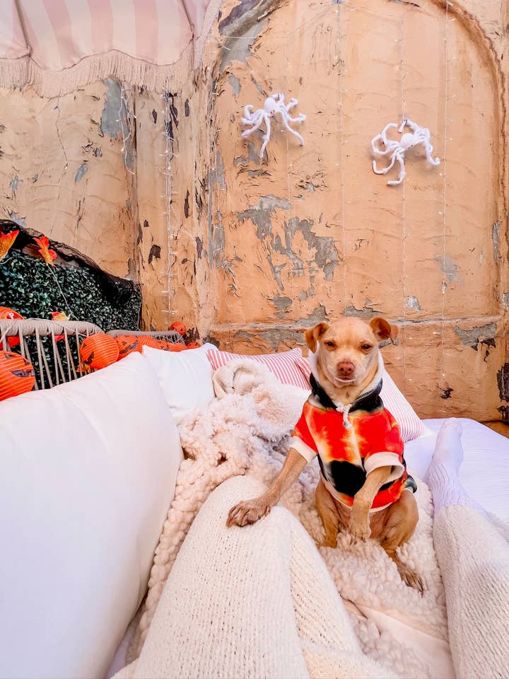 Halloween Orange and Black Tie Dye Dog Hoodie for wholesale by Shanna's Tie Dye