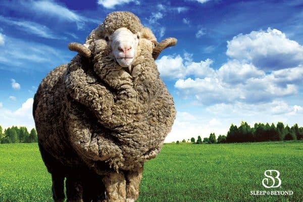 Sleep & Beyond – wholesale Down comforter – myMerino® Comforter11