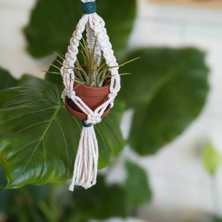 Leaf and Cord - Wholesale Hanging Planter - Mini Macrame Plant Hanger5