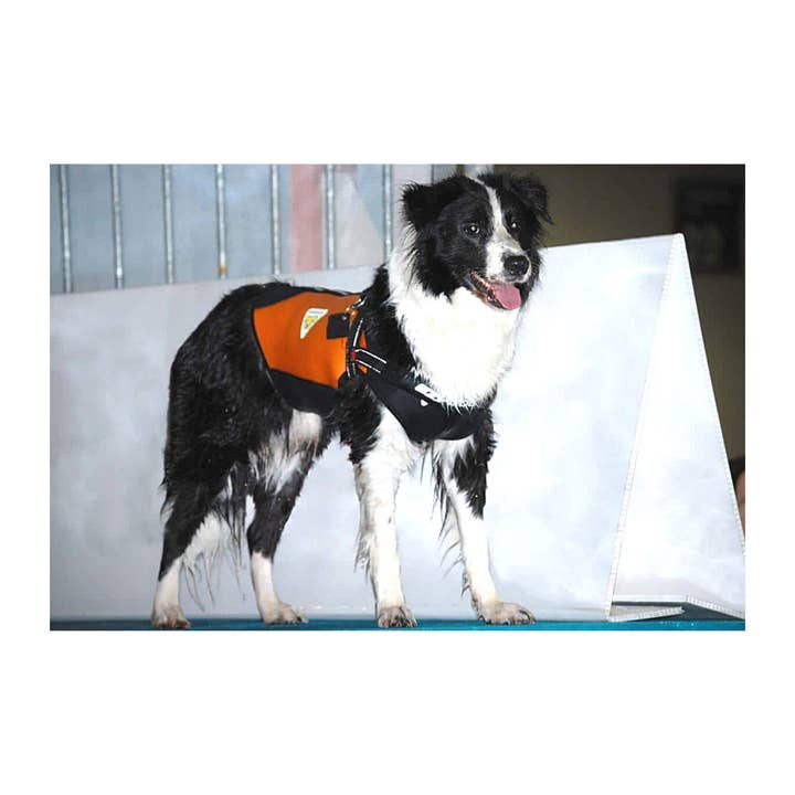 Swimcore - Wholesale One Piece Swimsuit - Baby - Dog Wetsuits Medium Sizes | CRESSI DOG