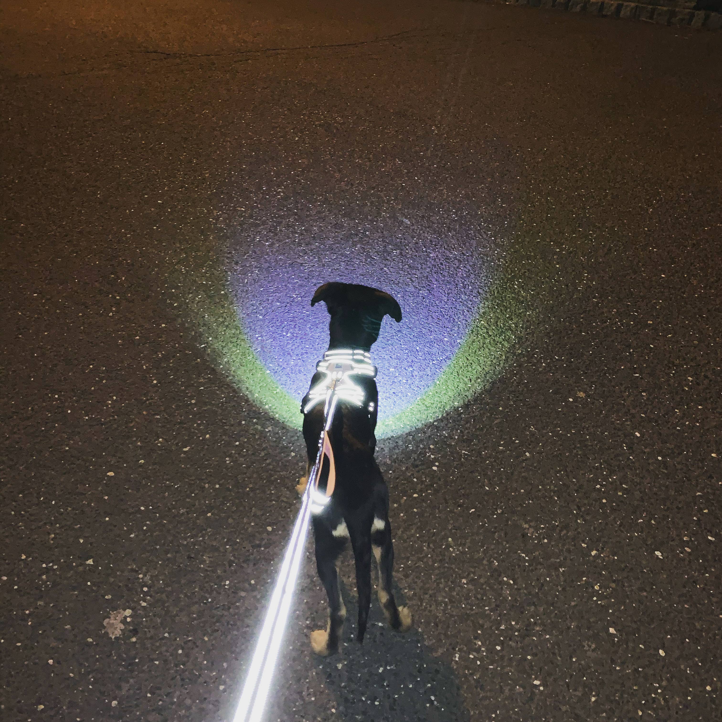 Headlight Harness - Venta al por mayor Correa - Perros - Colecciones de Invierno/ Primavera/ Correas de Colores Brillantes/ REGALOS PARA PERROS3