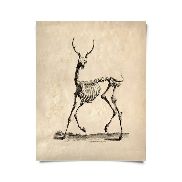 Vintage Deer Skeleton Print w/ frame option for wholesale by Curious Prints
