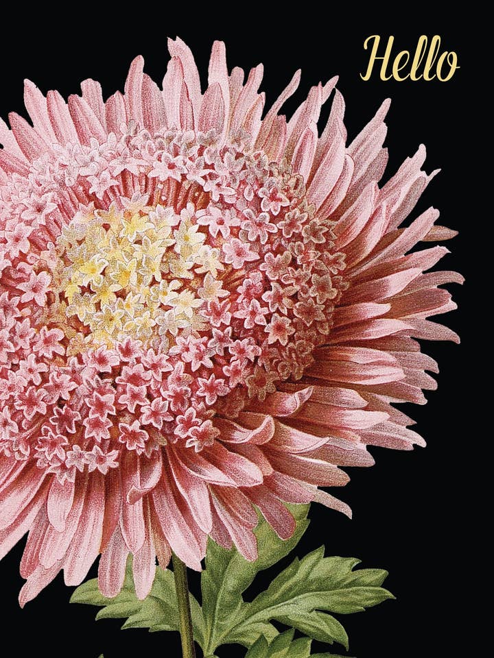 Hello (pink flower) • A-2 Greeting Card for wholesale by P. Flynn Design / Phun House