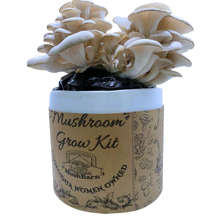 Mushroom Grow kit - Blue Oyster for wholesale by MushBarn