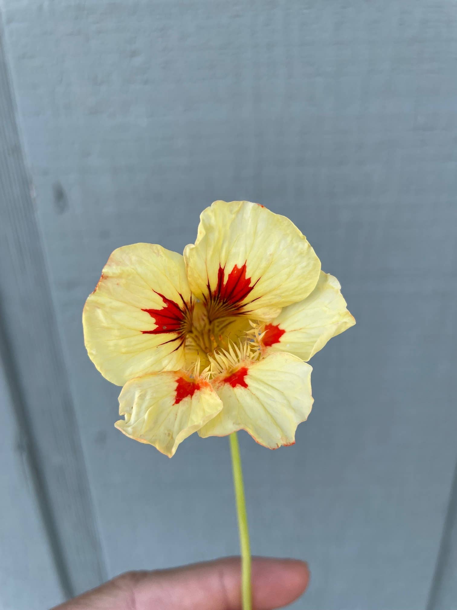 Decker Rd. Seeds - Wholesale Plant Seeds - Nasturtium 'Peach Melba' Flower Seeds5