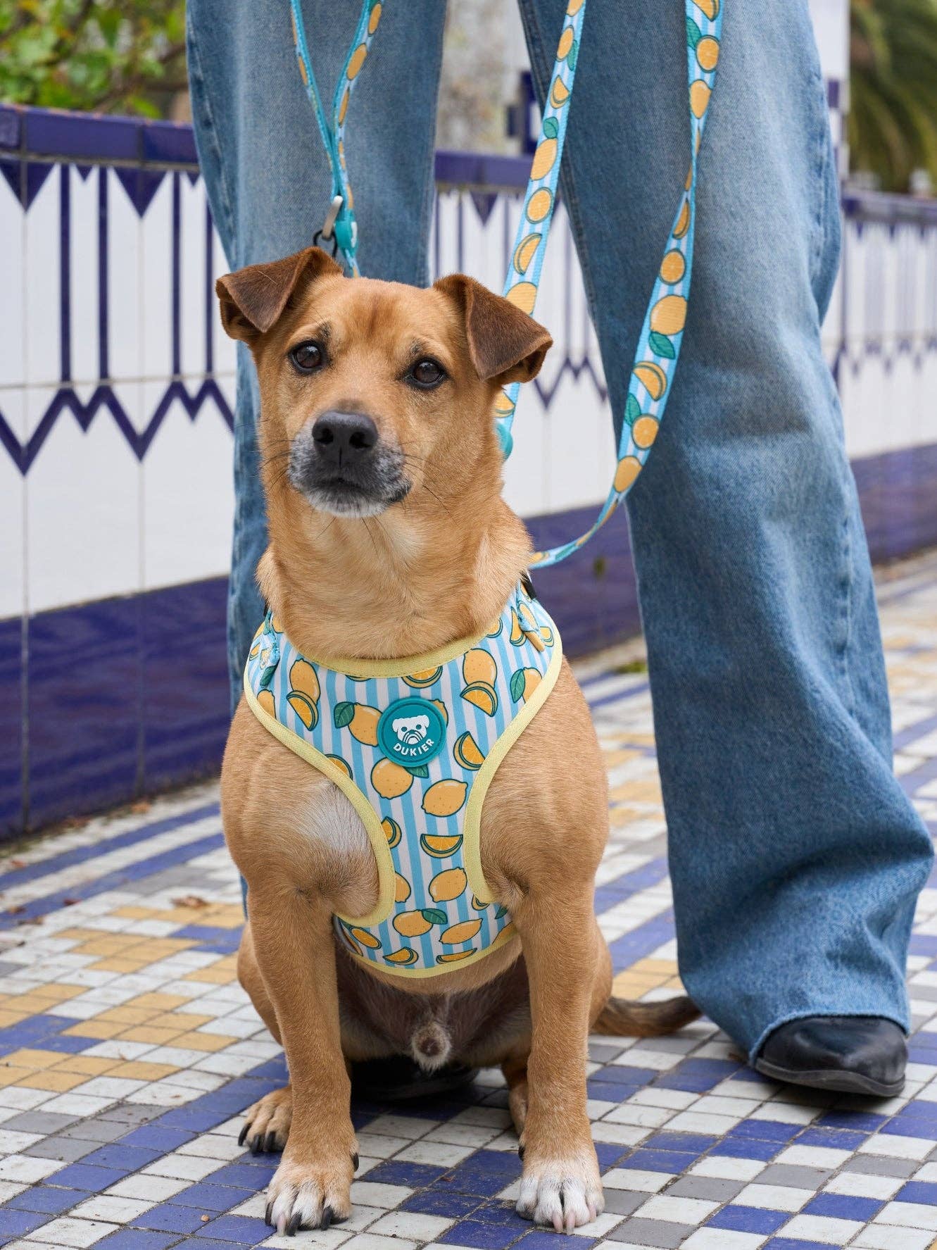 Dukier - Wholesale Pet Harness - Dog - ADJUSTABLE DOG HARNESS LEMONS5