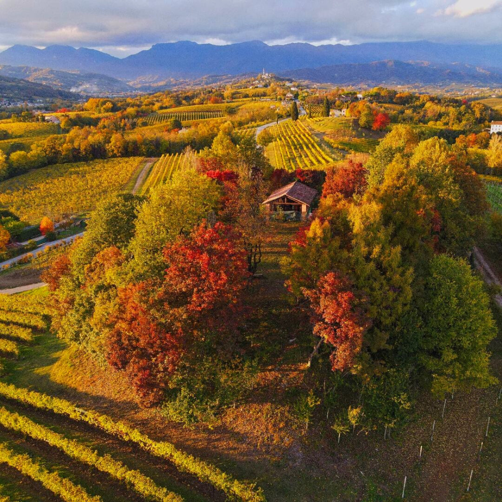 Mani Sagge - Vente Champagnes/vins pétillants - Prosecco Superiore Mani Sagge DOCG Millesimato Extra Dry3