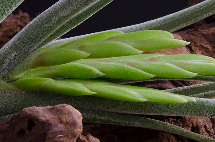 The Artizan Way - Vente Plante - Tillandsia Caput Medusae | Usine Air Vivante7