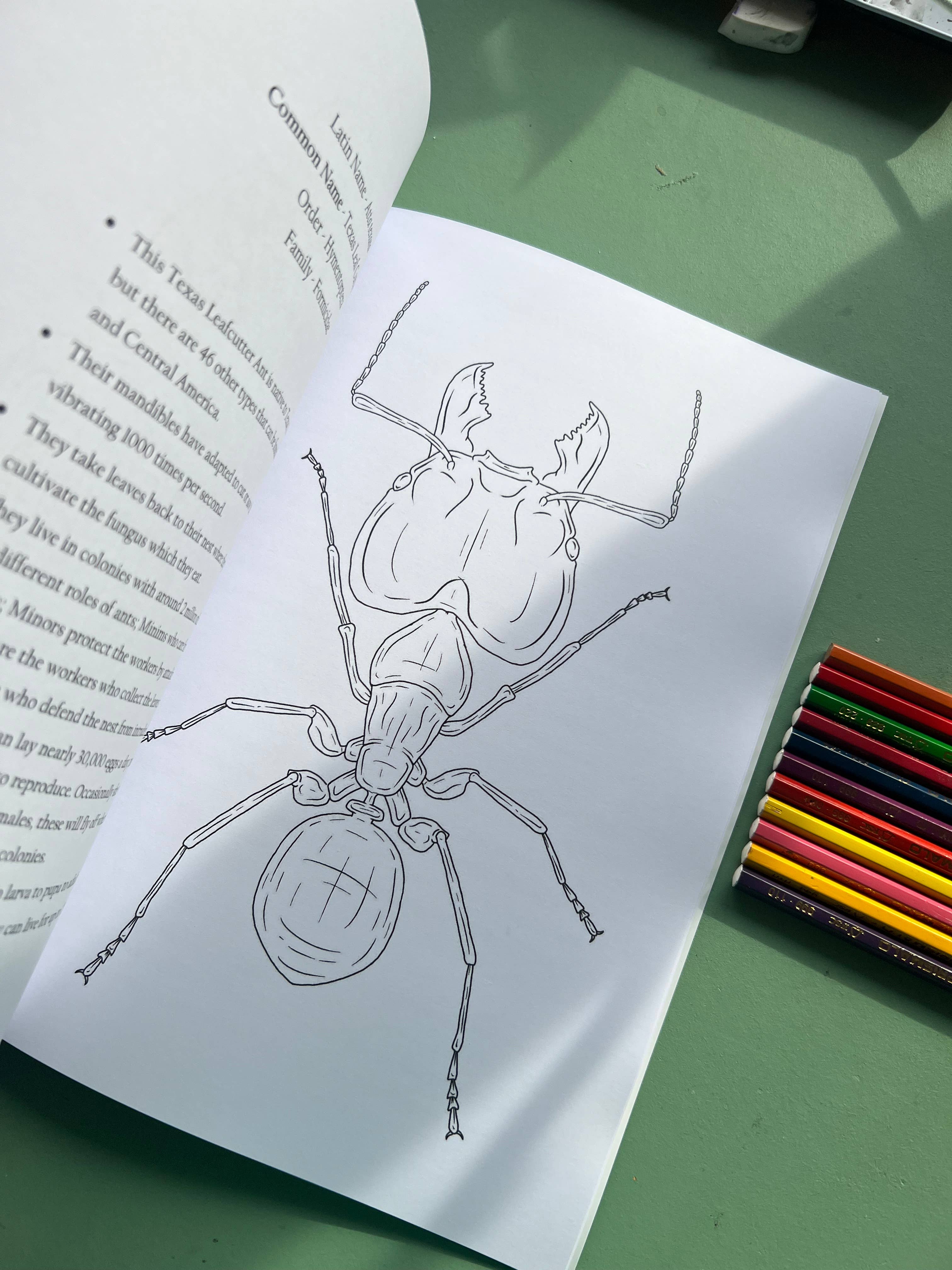 Tansy Moore - Wholesale Coloring & Activity Book - Adult - Factual Insect Colouring Book, Entomology/Wildlife Gift4