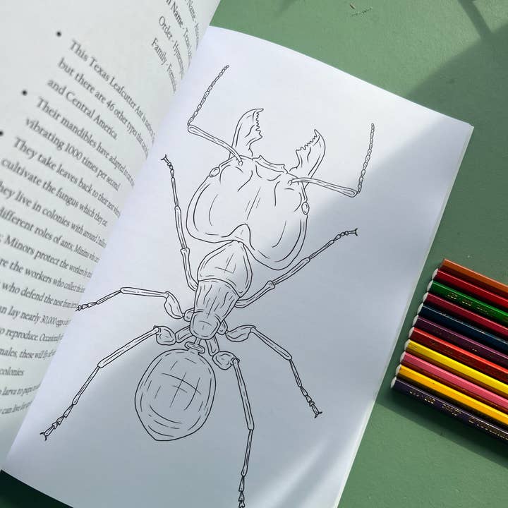 Tansy Moore - Wholesale Coloring & Activity Book - Adult - Factual Insect Colouring Book, Entomology/Wildlife Gift4