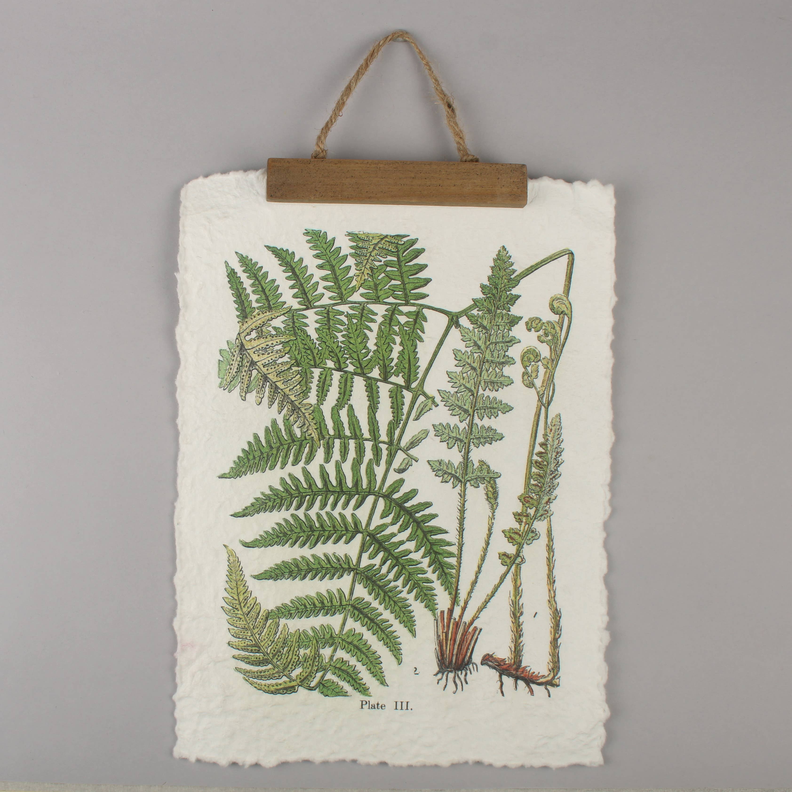 Originals International Ltd – wholesale Konsttryck – Vintage ormbunksväggbonad – Botanisk växtillustration0