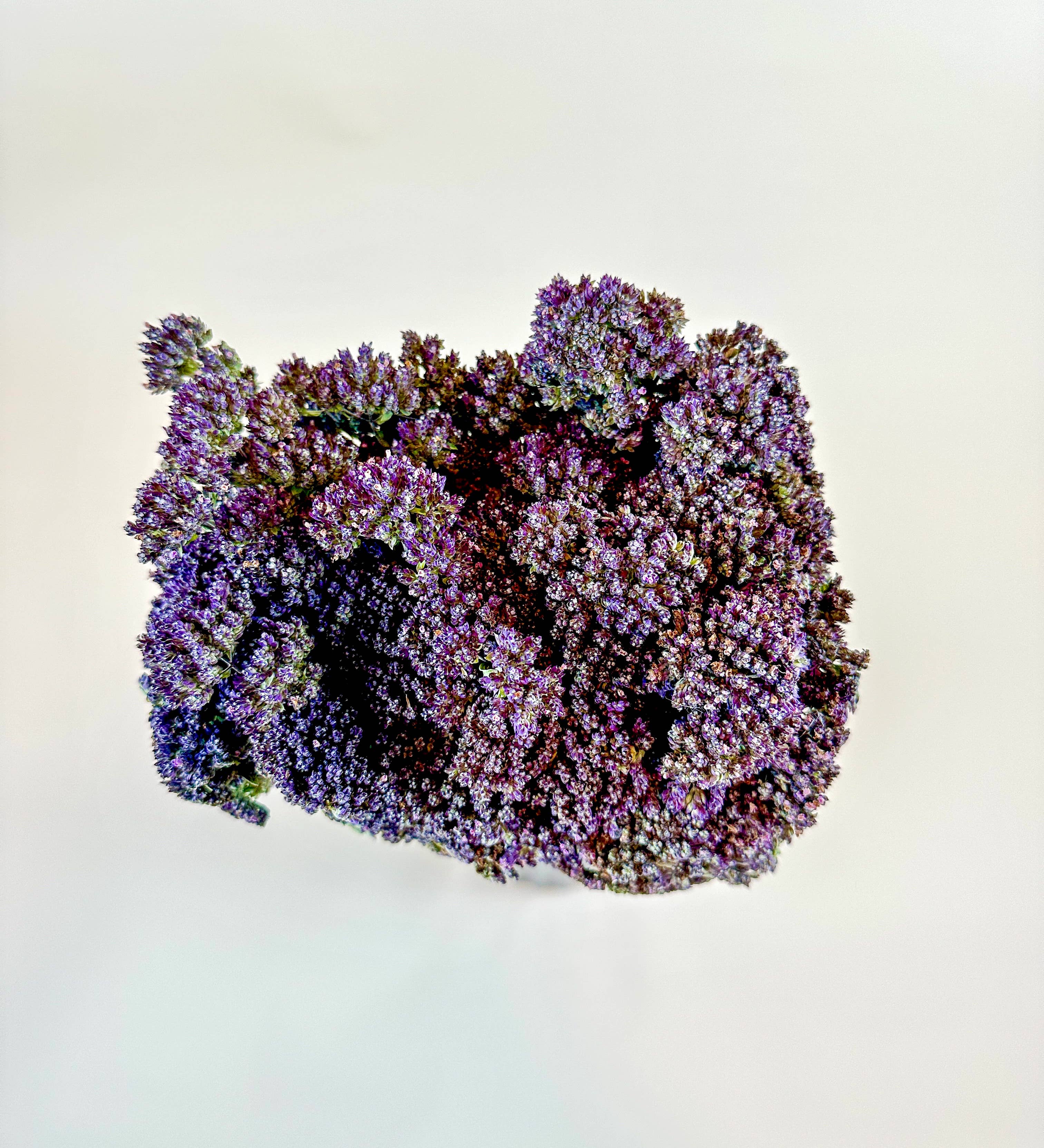 Lovejoy Farms Premium Dried Flowers - Venta al por mayor Flores secas/prensadas - Orégano Griego de Flor Púrpura – Naturalmente Secado1