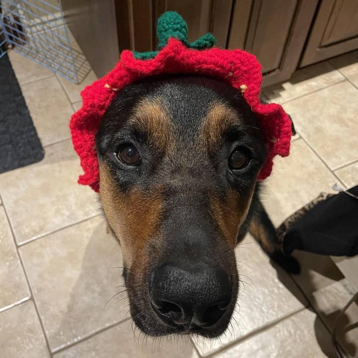 Glitter Ghost Clothing and Accessories – Engroshandel Hundehat - Hund – Hæklet Jordbærhue - Kattehjelm - Pet Hat16