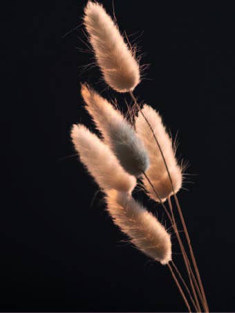 Forex-kort Hare Tail for engroshandel hos Gewoon ZieZo