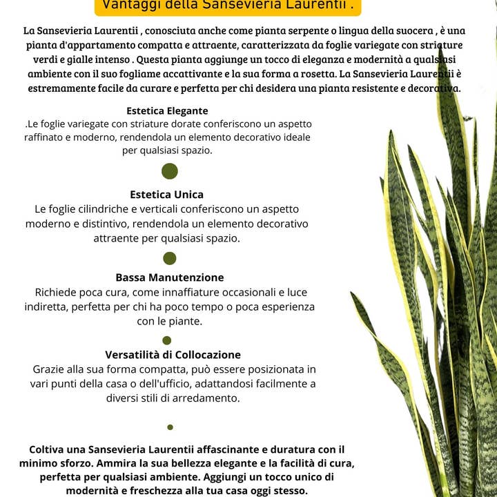 I Giardini Di Giulia - Vendita all'ingrosso Piante vive - Sansevieria Laurentii - Altezza Pianta 70 cm, Vaso Diametro 17 cm