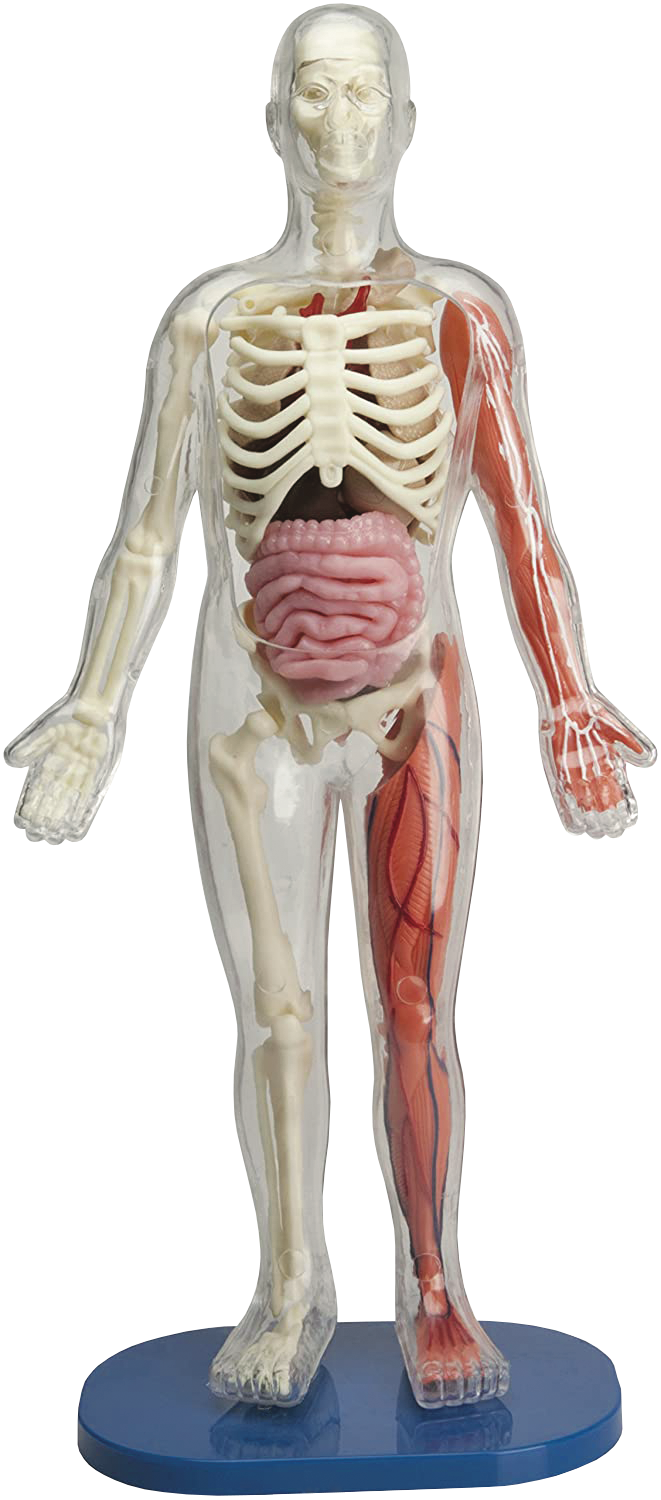 EDC Publishing - Wholesale Toy Set - Kids - Squishy Human Body2