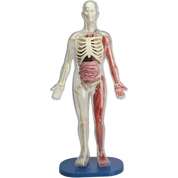 EDC Publishing - Wholesale Toy Set - Kids - Squishy Human Body2