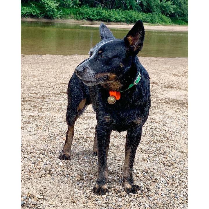 New England Bells - Wholesale Pet Collar - Dog - Dog Collar Bells - #2 Bell6