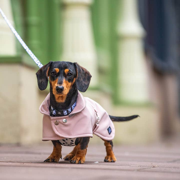 Doghouse - Wholesale Pet leash – Dog - Doghouse Everyday Comfort Dog Lead11