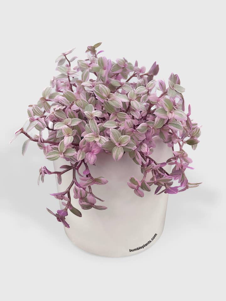 Callisia Repens Rosato 'Pink Panther' for wholesale by Bumble Plants