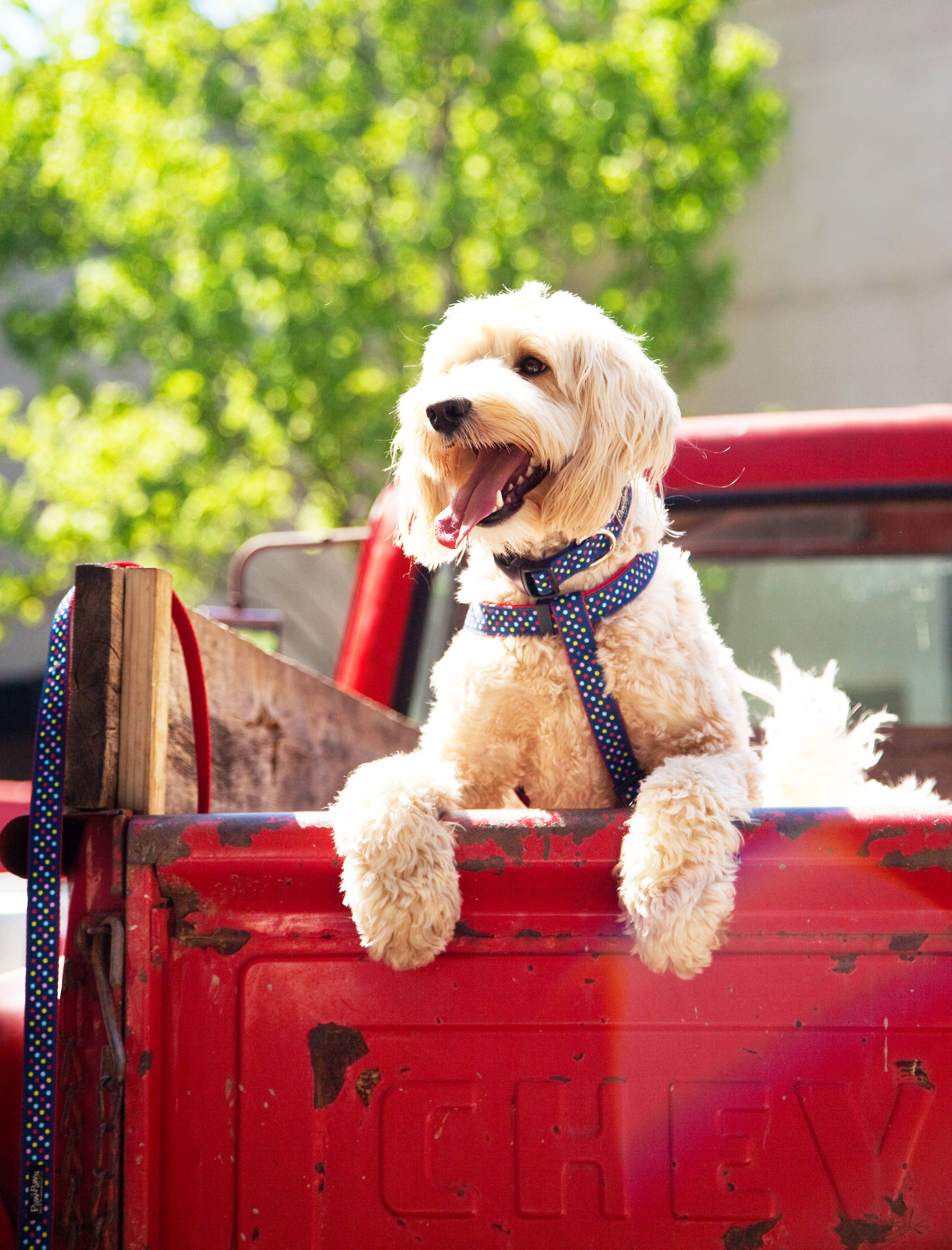 Paw Paws USA - Wholesale Pet Collar - Dog - Bubble Gum Dog Collar - Tutti Frutti3