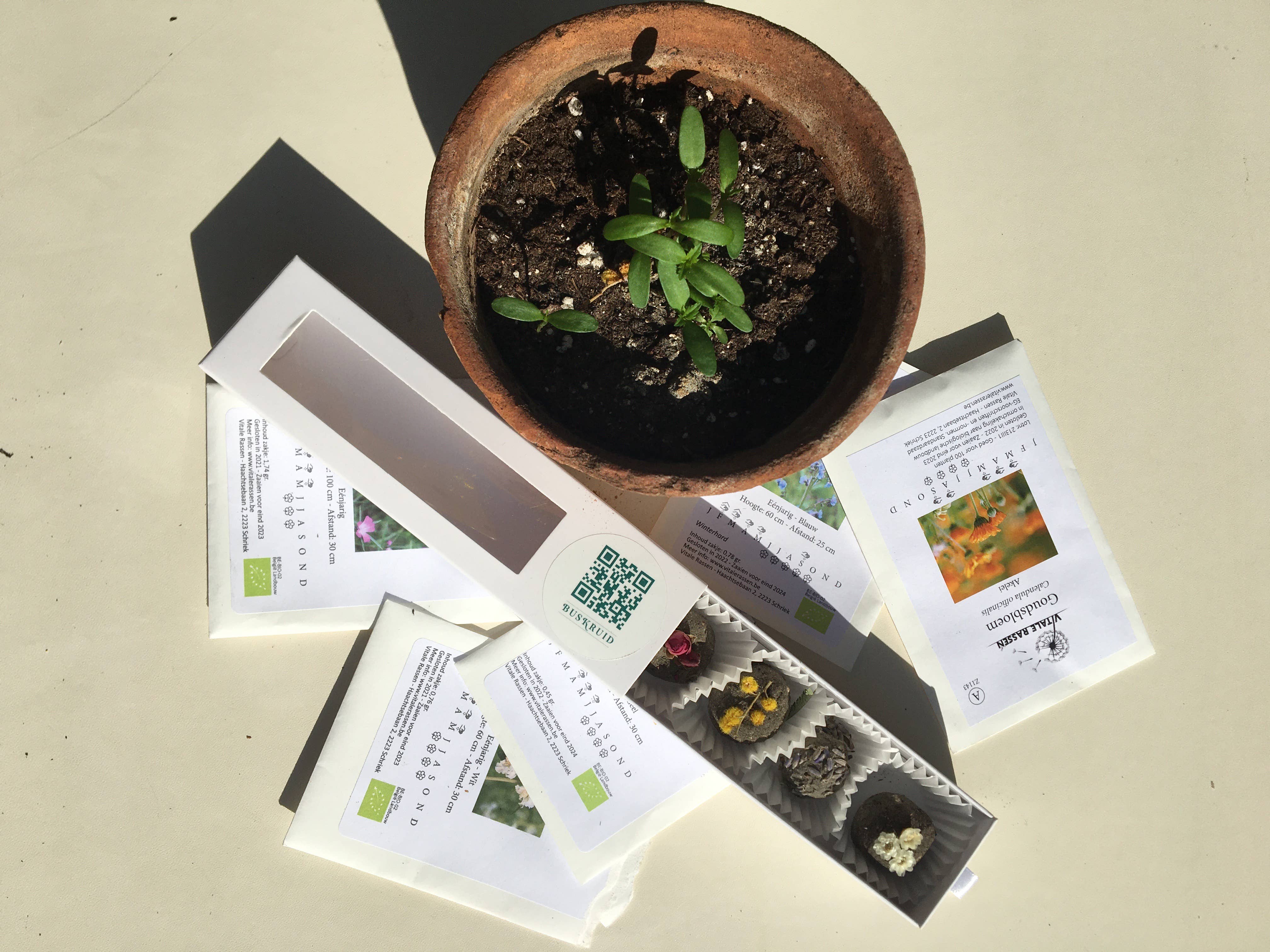 BUSKRUID - Wholesale Plant Seeds - Zaadbombons2