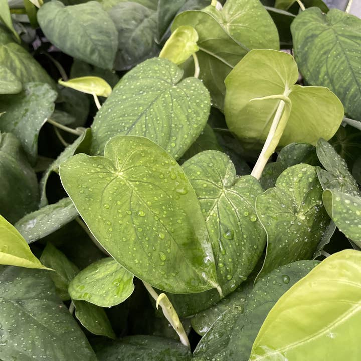 Thorsen's Greenhouse - Wholesale Live Plant - Syngonium Ice Frost - 4" Live Plant 2