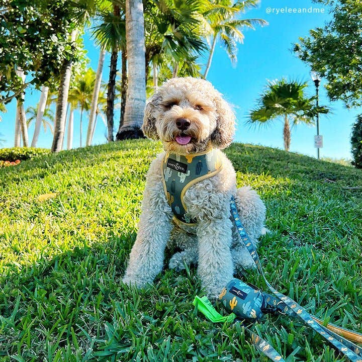 Lucy & Co. – wholesale Pet leash – Dog – The Looking Sharp Leash1