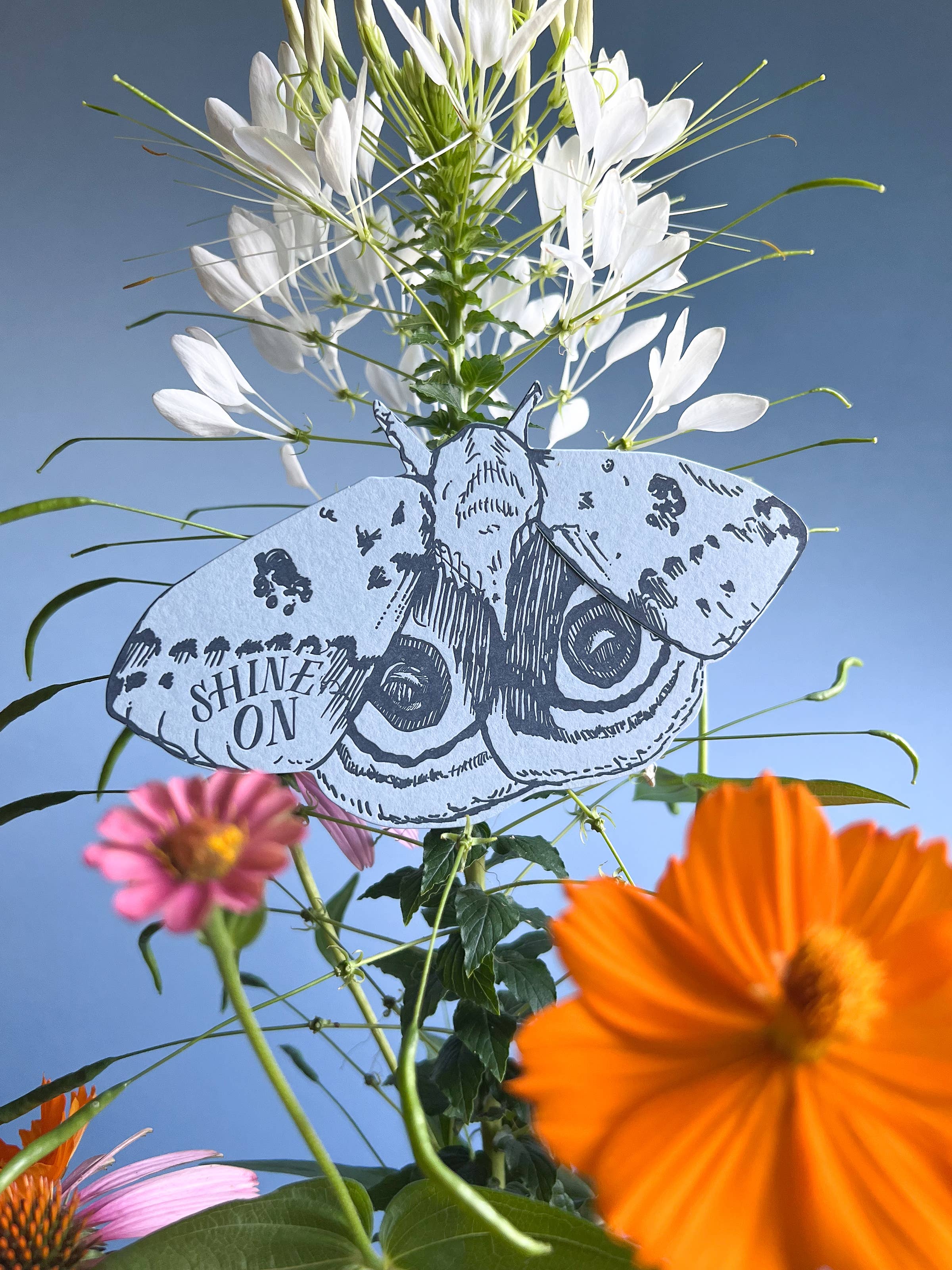 Blackbird Letterpress - Wholesale Everyday Greeting Card - Io moth shine on gift card2