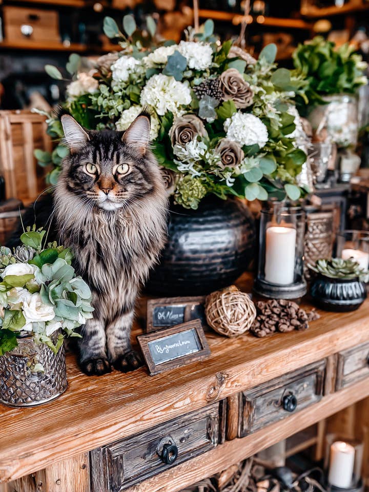 Slaapkamer Kunstafdrukken – Maine Coon Kat op Dressoir voor wholesale door Mowbi