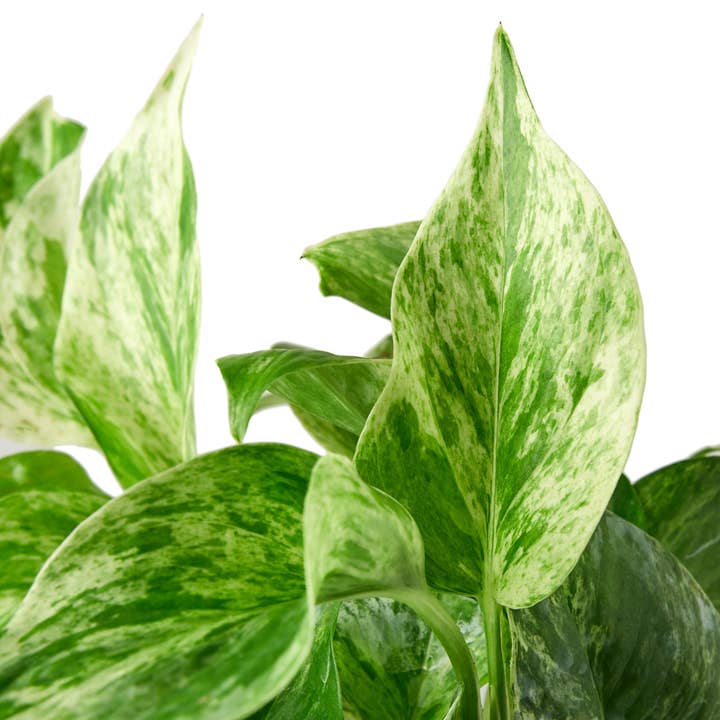 House Plant Wholesale - Wholesale Live Plant - POTHOS MARBLE QUEEN 4-inch