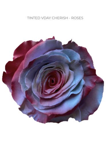 Valentines Day Tinted Roses 50 or 100 Stems for wholesale by Florasource