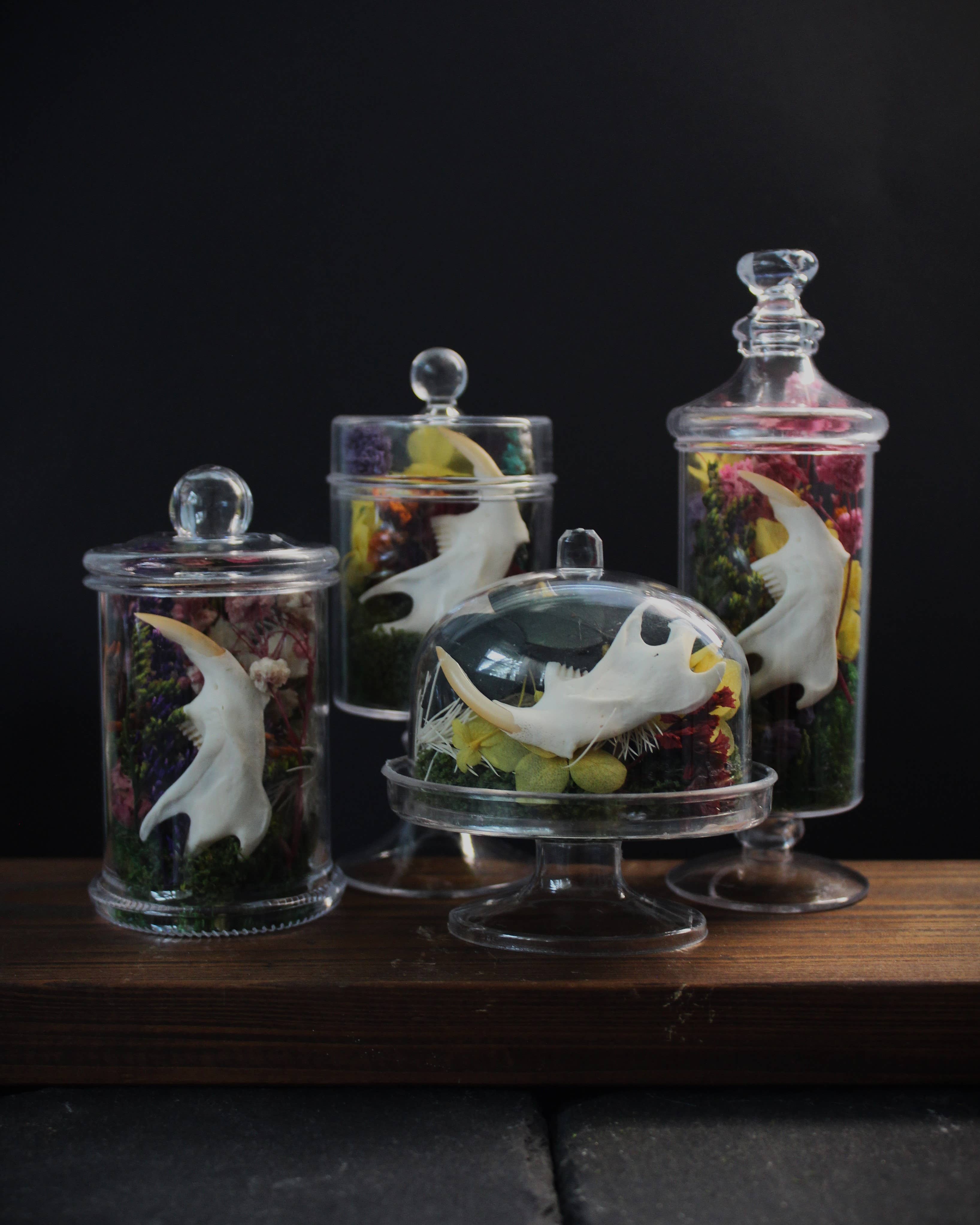 Kitty Bomb Curios - Wholesale Apothekers-pot - Mini Bone Terrarium Apothekerspotten2