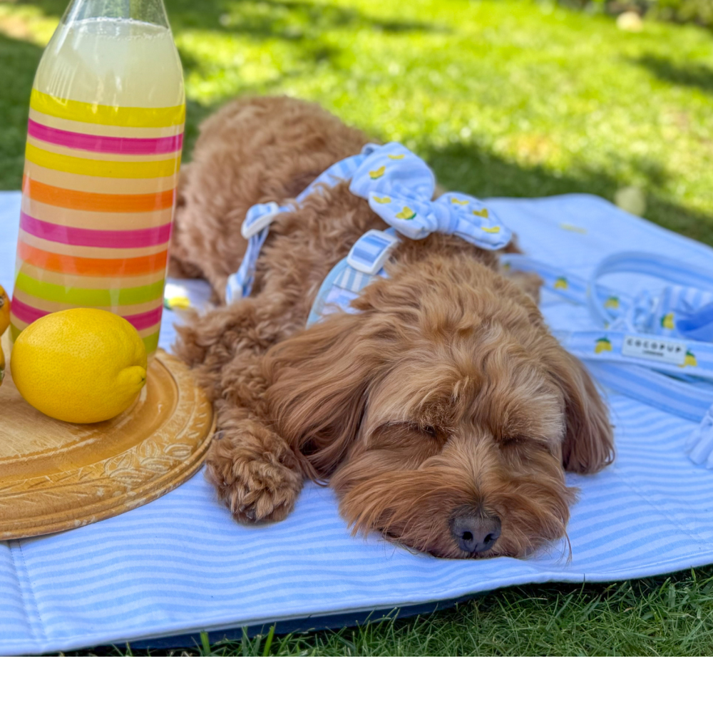 Cocopup London – wholesale Pet travel bowl – Dog – Travel Mat - Living La Vida Lemon5