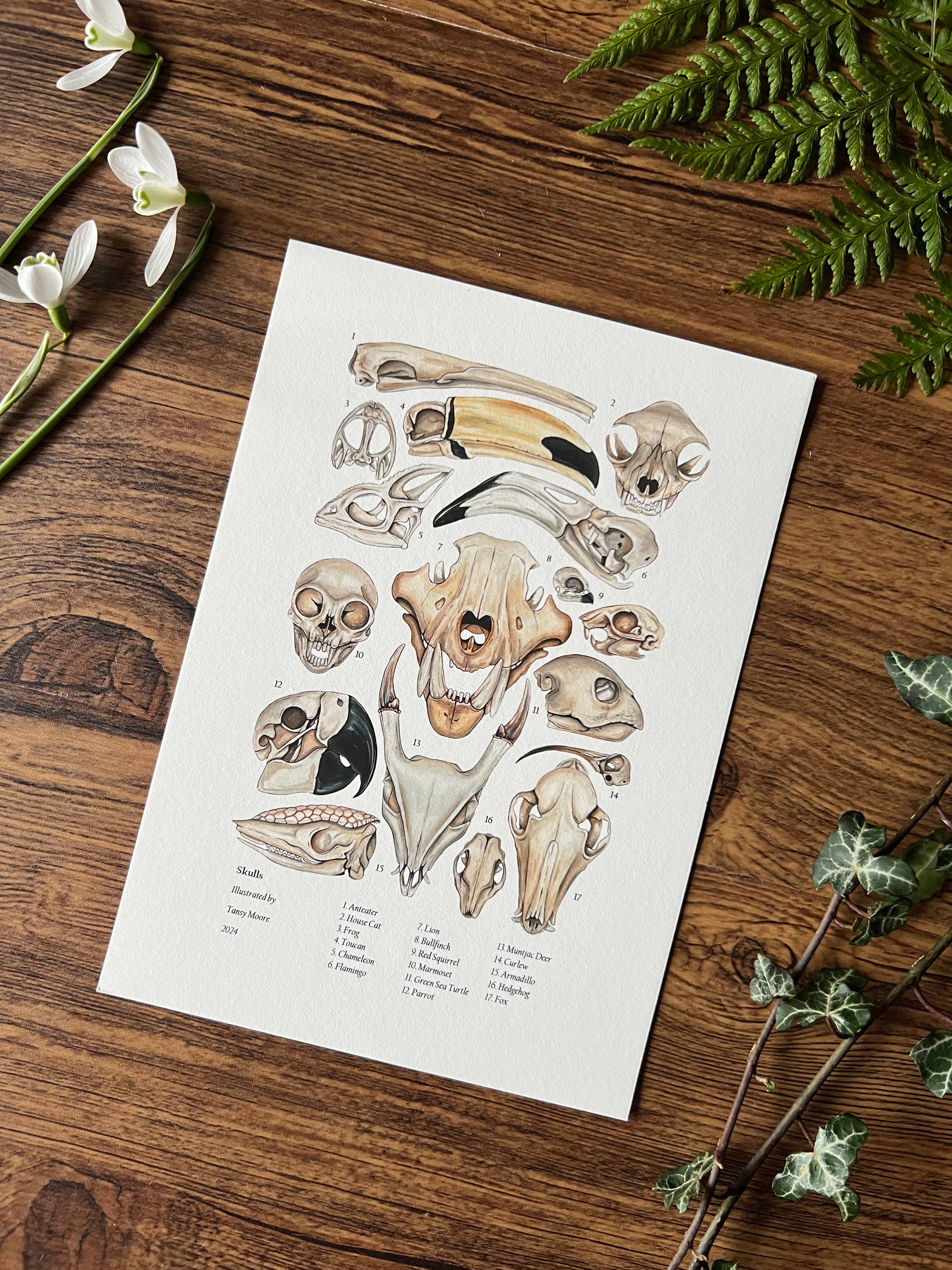 Tansy Moore - Wholesale Art Print - Skulls, Fine Art Print  1