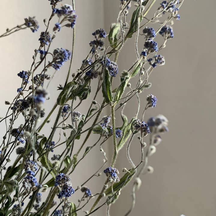 Twig and Snip - Wholesale Dried/Pressed Flowers - Dried Forget-me-nots Wildflower - Sympathy Flowers