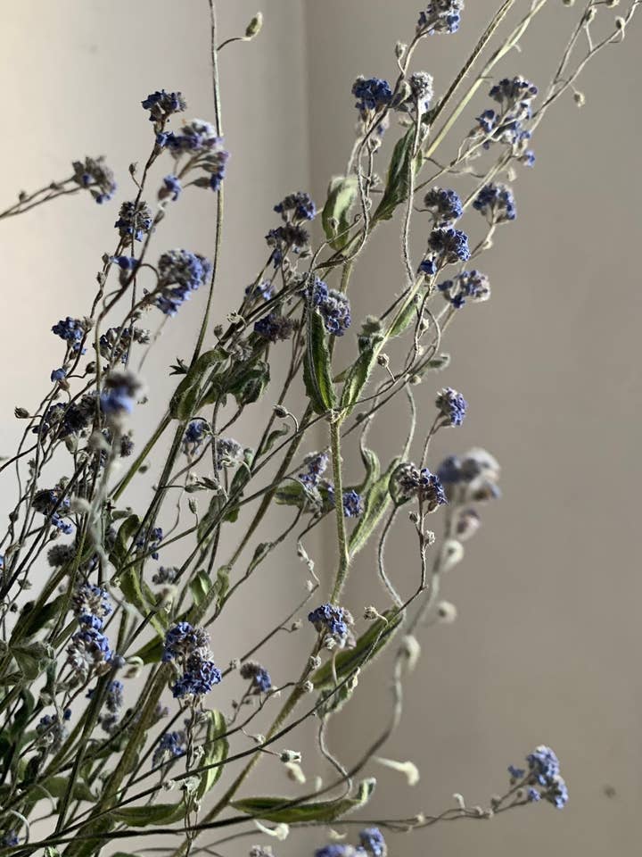 Dried Forget-me-nots Wildflower - Sympathy Flowers for wholesale by Twig and Snip