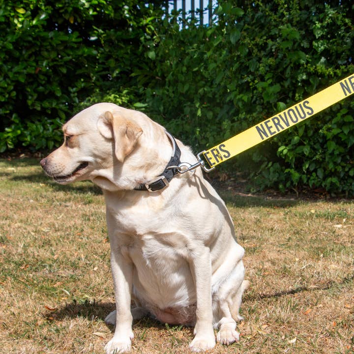 Ancol Pet Products Ltd - Wholesale Pet Leash - Dog - Awareness Training & Safety Dog lead 1.5m 'Hi-Vis NERVOUS'4