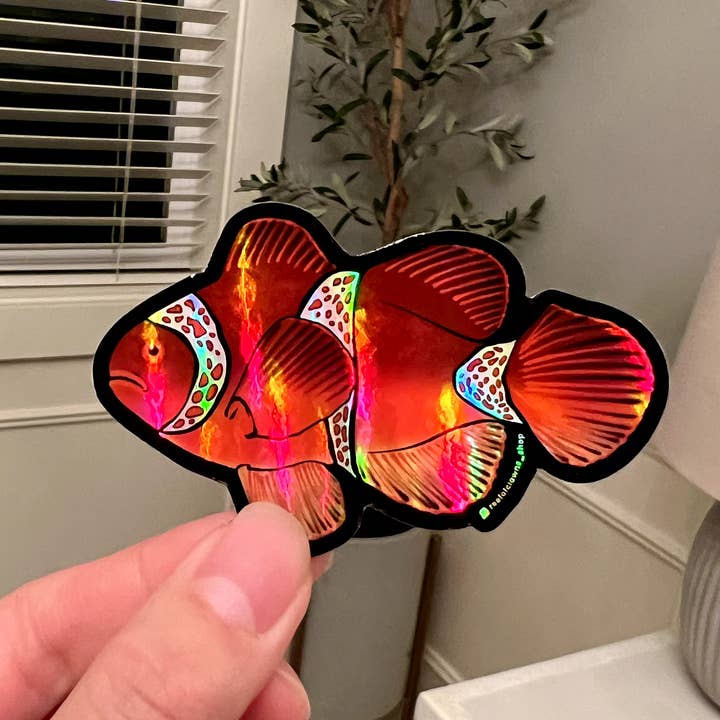 Maroon Clownfish (Holographic) for wholesale by Reef of Clowns