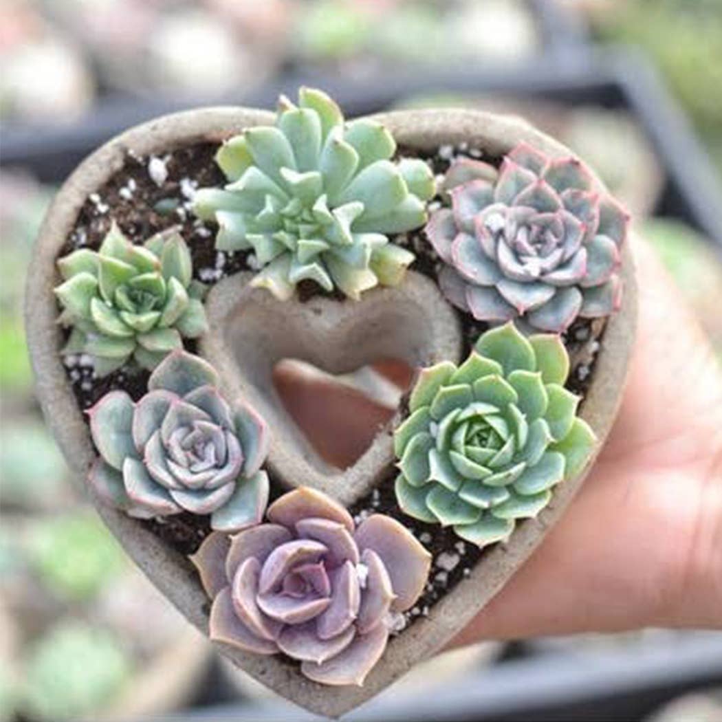 Best Plant Friend - Wholesale Succulent - Succulent Heart Arrangement - Succulent Gift Decor Ideas12
