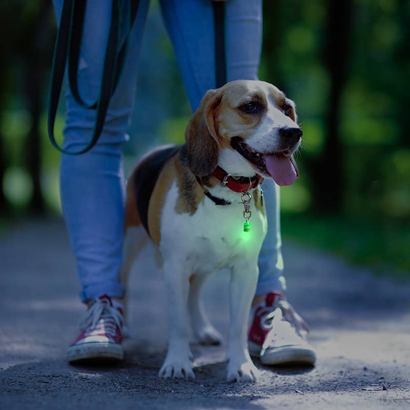 Flipo Group, Ltd. - Wholesale Pet Collar - Dog - Pet Blinkers™ Small Breed Pet Safety Light - 20 pc. display2