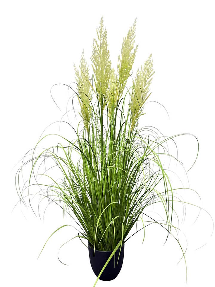 Graspflanze/Federbusch 122 cm für den Großhandel von Aguilar Málaga